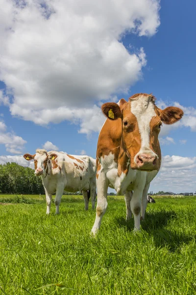 Ciekawy krowy — Zdjęcie stockowe