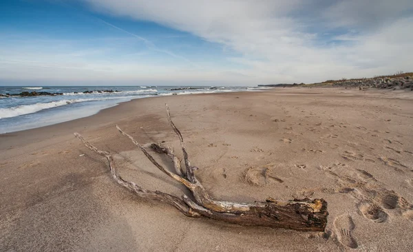 Driftwood on a beach in the north of Poland — Stock Photo, Image