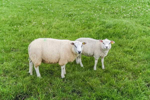 Moutons blancs dans une prairie — Photo