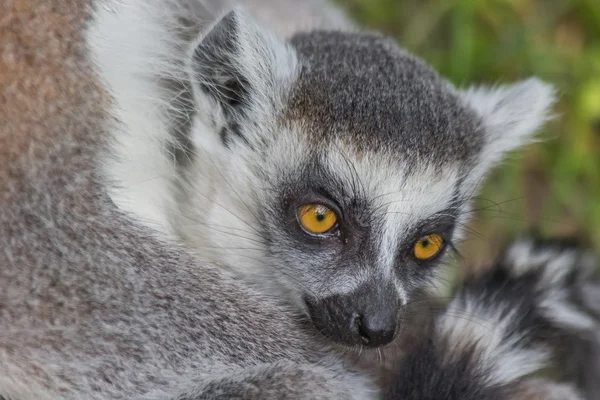 Giovane lemure dalla coda ad anello seduto con la madre — Foto Stock