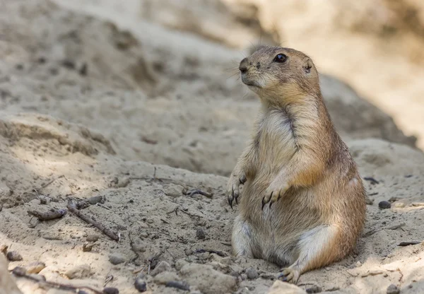 Chien de prairie assis dans le sable — Photo