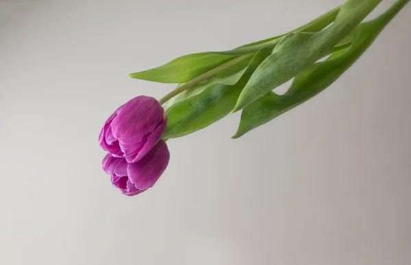 Pink tulip on a mirror — Stock Photo, Image
