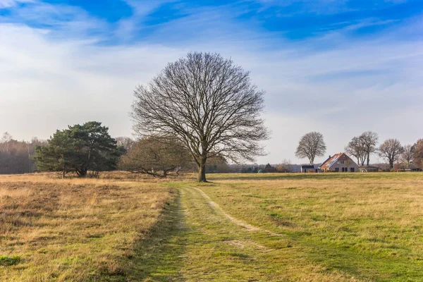 Old Tree Farm Nature Reserve Oudemolen Netherlands — Stock Photo, Image