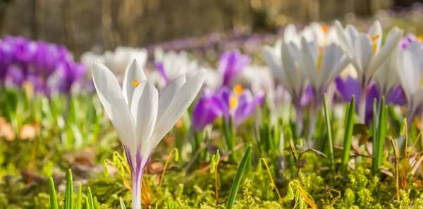 Closeup White Crocus Springtime Netherlands — Stock Photo, Image