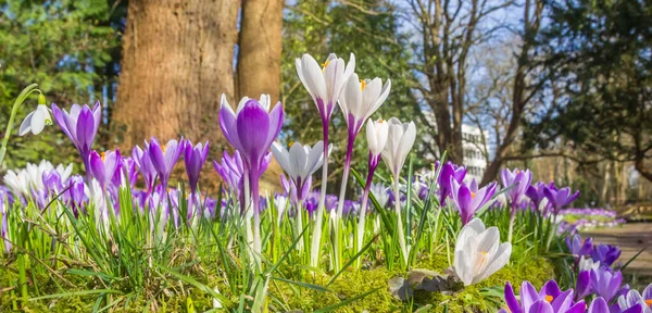 Panorama Colorful Purple White Crosuses Springtime Netherlands — Stock Photo, Image