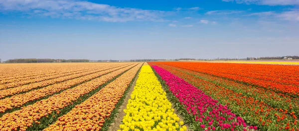 Panorama Bright Colors Tulips Field Noordoostpolder Netherlands — стоковое фото
