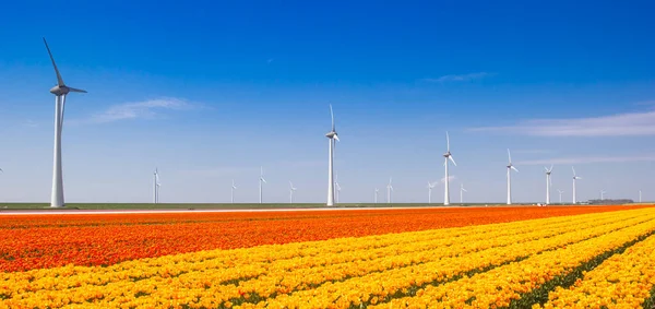 Panorama Větrných Turbín Poli Žlutých Oranžových Tulipánů Nizozemsku — Stock fotografie