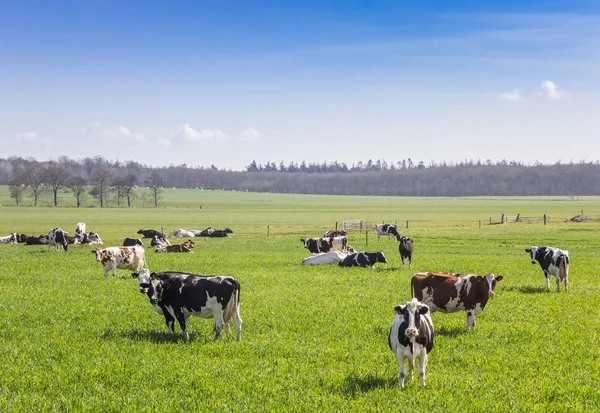 Herd Holstein Cows Hills Gaasterland Netherlands — Stock Photo, Image