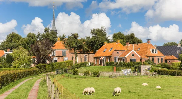 Panorama Sheep Meadow Niehove Netherlands — Stock Photo, Image