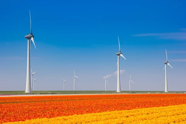 Turbine Eoliche Campo Tulipani Gialli Arancioni Nei Paesi Bassi — Foto Stock