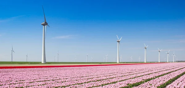 Panorama Růžových Červených Tulipánů Před Větrnými Turbínami Nizozemsku — Stock fotografie
