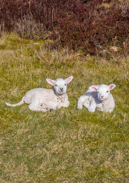 Two Little White Lambs Nature Area Drents Friese Wold Netherlands — Stock Photo, Image