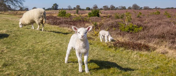 Panorama Little White Lamb National Park Drents Friese Wold Netherlands — Stock Photo, Image