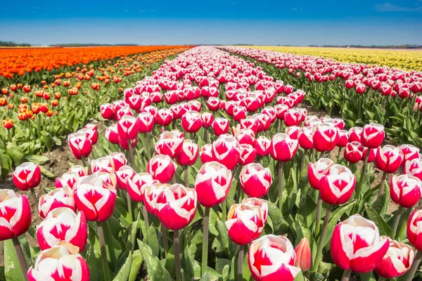 Närbild Röda Och Vita Tulpaner Noordoostpolder Nederländerna — Stockfoto