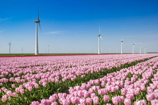 Růžové Červené Tulipány Před Větrnými Turbínami Jaře Nizozemsku — Stock fotografie