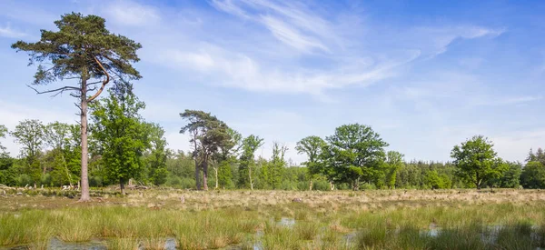 Panorama Trees Heathter Fields Drentse Netherlands — Stock Photo, Image