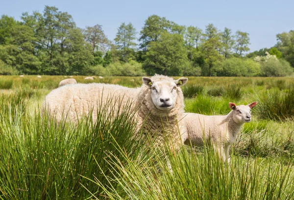 Mother Sheep Lamb Landscape Drenthe Netherlands — Stock Photo, Image