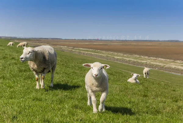 Little lamb and mother sheep on a dike in the polder in Holland