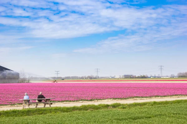 Pareja Mayor Banco Los Archivos Tulipanes Noordoostpolder Países Bajos — Foto de Stock