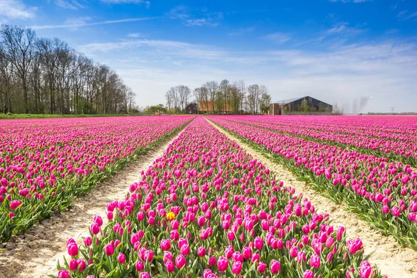 Champ Tulipes Violettes Devant Une Ferme Noordoostpolder Pays Bas — Photo