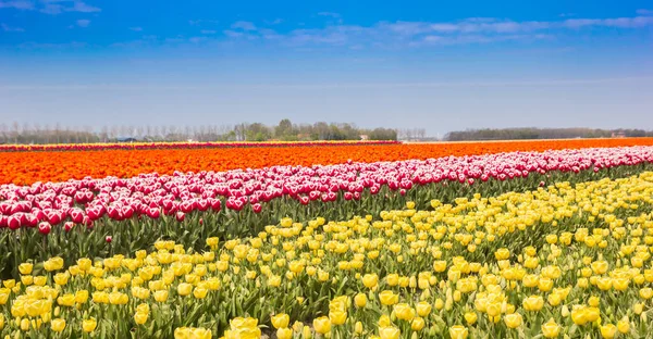 Panorama Žlutých Červených Bílých Tulipánů Noordoostpolderu Nizozemsko — Stock fotografie