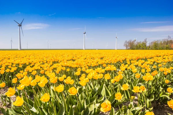 Žluté Tulipány Před Větrnými Mlýny Noordoostpolder Nizozemsko — Stock fotografie