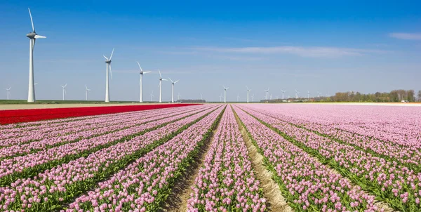 Panorama Růžových Červených Tulipánů Před Větrnými Turbínami Noordoostpolderu Nizozemsko — Stock fotografie