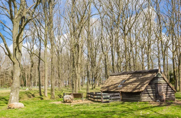 Little Wooden Cottage Brink Square Zuidvelde Netherlands — Zdjęcie stockowe