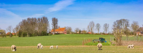 Panorama Sheep Landscape Groot Wetsinge Netherlands — Stock Photo, Image