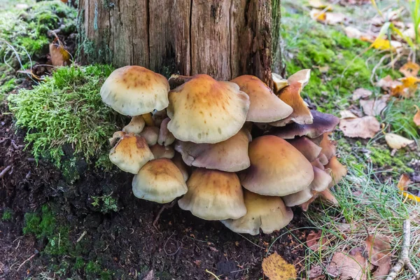 Mushrooms Growing Tree Appelbergen Netherlands — Stock Photo, Image