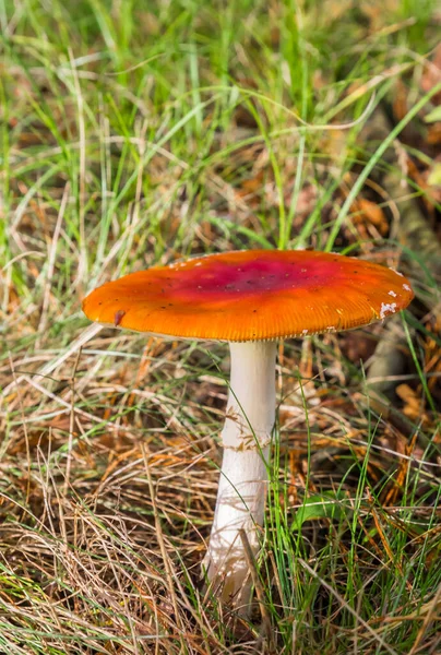 Vlieg Agaric Mushroom Amanita Muscaria Het Bos Bij Schipborg Drenthe — Stockfoto