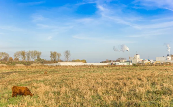 Highland cow in nature preserve close to polluting industry in Groningen, Netherlands