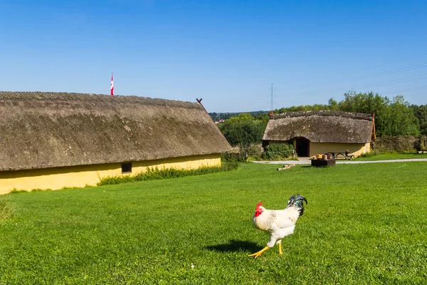 Chicken in the grass of the Viking villgae Fyrkat near Hobro, Denmark