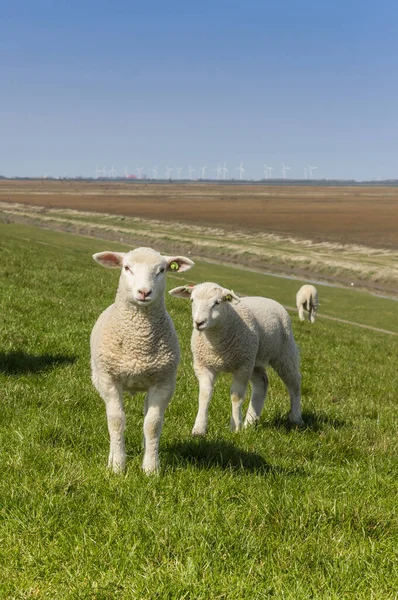 Little lambs on a dike in Groningen, Holland