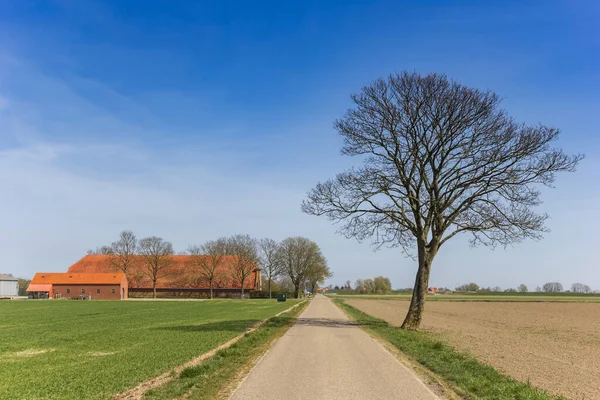 Lone Tree Flat Landscape Dollard Region Groningen Netherlands — Stock Photo, Image