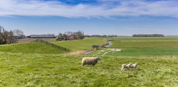 Πρόβατα Αμνούς Στο Τοπίο Του Oostergo Στη Friesland Κάτω Χώρες — Φωτογραφία Αρχείου