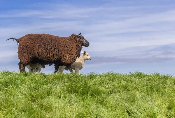 Black Sheep Lamb Top Dike Friesland Netherlands — Stock Photo, Image