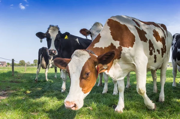Brown Black Holstein Cows Meadow Overijssel Netherlands — Stock Photo, Image