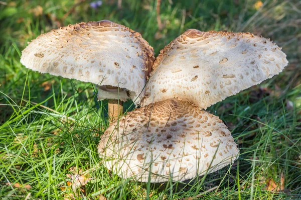 Parasolpaddenstoelen Lepiota Procera Macrolepiota Procera Het Gras Bij Schipborg Nederland — Stockfoto