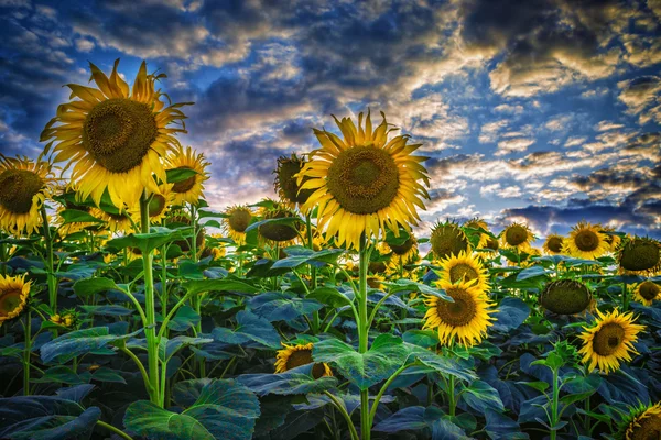 Sonnenblumenfeld — Stockfoto