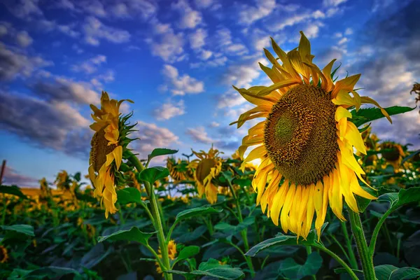 ayçiçekleri alanı