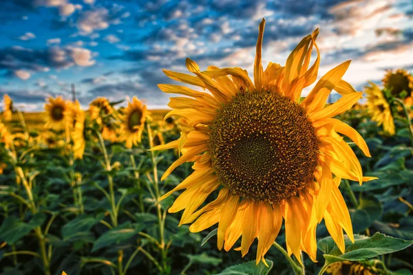 Ayçiçekleri alanı — Stok fotoğraf