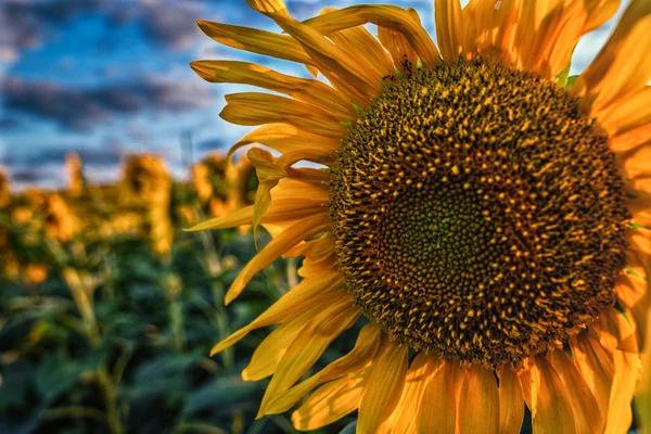 Zonnebloemen veld — Stockfoto