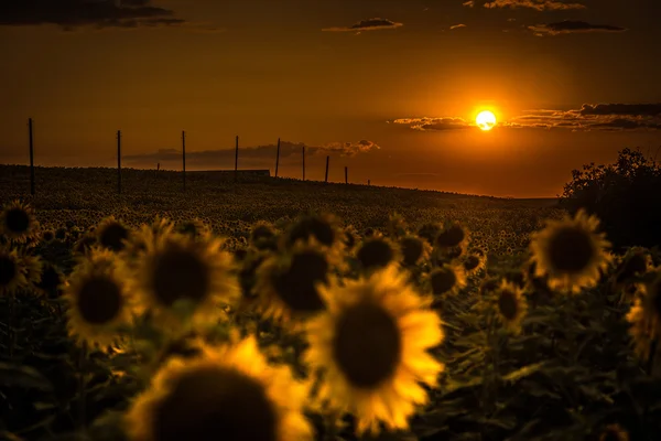 Ayçiçekleri alanı — Stok fotoğraf