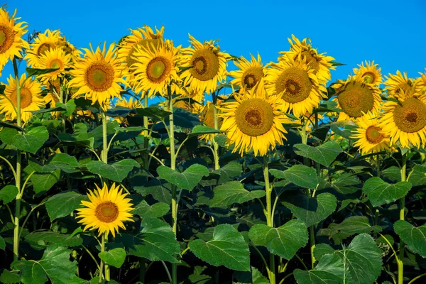 Zonnebloemen veld — Stockfoto