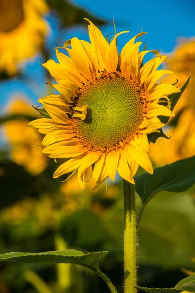 Ayçiçeği — Stok fotoğraf