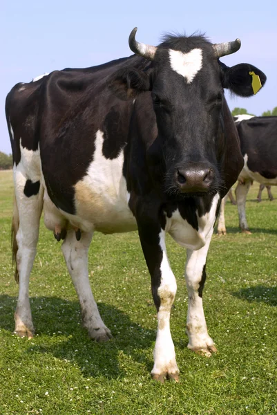 Cow field — Stock Photo, Image