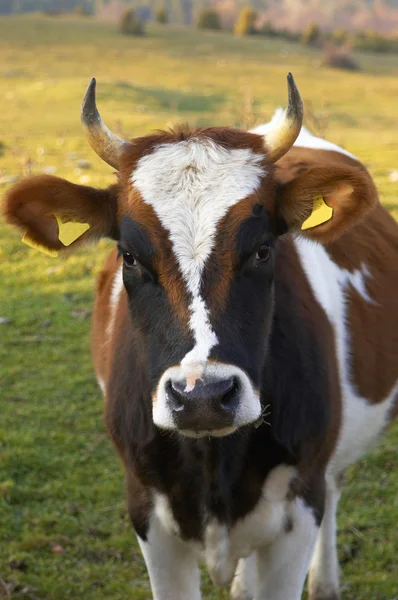Cow eyes — Stock Photo, Image