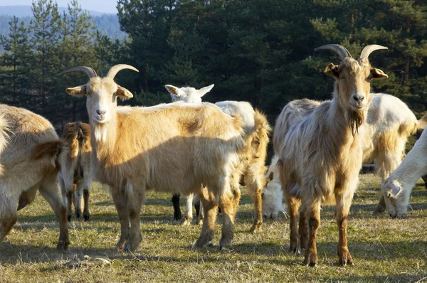 Goats — Stock Photo, Image