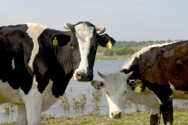 Cow eyes — Stock Photo, Image